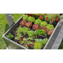 Gardena Micro-Drip-System Series Drippers 2 l/h, pressure-compensating (dark grey, 10 pieces, model 