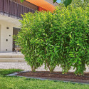 GARDENA Micro-Drip-System drip irrigation hedges/bushes set, 25 meters, drippers (black, model 2023,