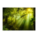 Fototapeet -  In a Secret Forest - 200x140