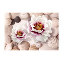 Fototapeet - Flowers and Shells - 300x210