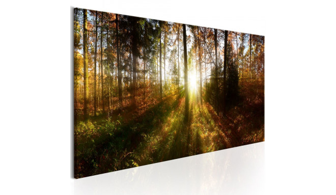 Seinapilt - Beautiful Forest - 135x45