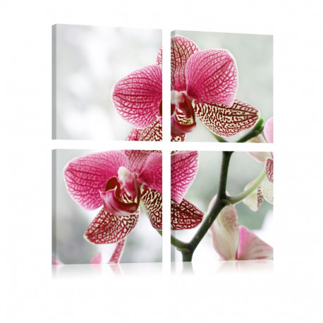 Seinapilt - Fancy orchid - 80x80