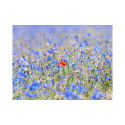 Fototapeet - A sky-colored meadow - cornflowers - 250x193