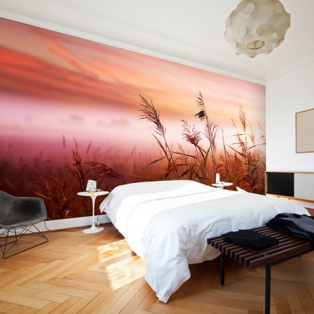 Fototapeet - Morning meadow - 450x270