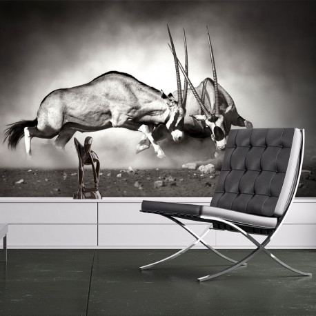 Fototapeet - Gemsbok fight - 200x154