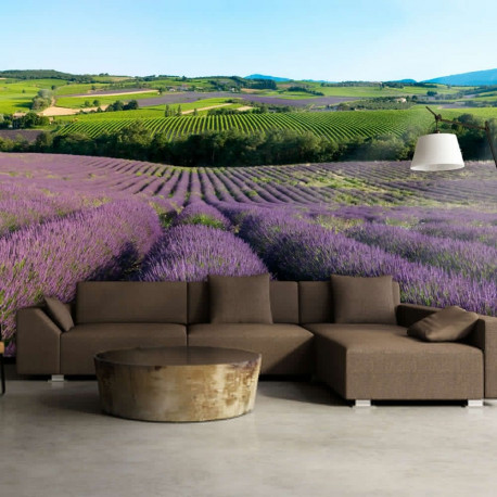 Fototapeet - Lavender fields - 300x231