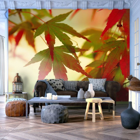 Fototapeet - Colourful leaves - 300x231