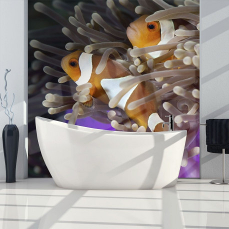 Fototapeet - Clownfish - 200x154