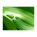 Fototapeet - Leaf and three drops of water - 200x154