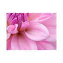 Fototapeet - Flower petals - dahlia - 200x154