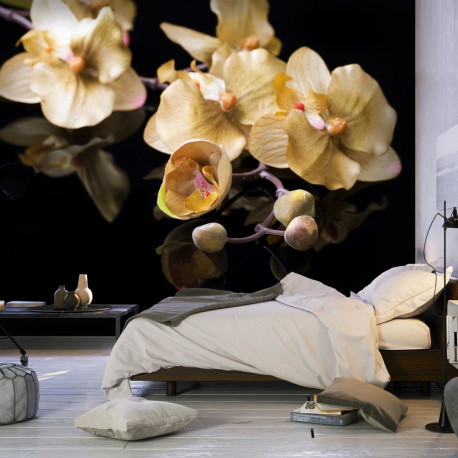 Fototapeet - Orchids in ecru color - 400x309