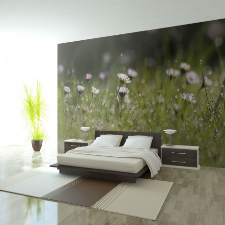 Fototapeet - Daisies with morning dew - 350x270