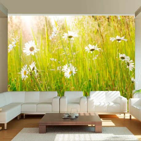 Fototapeet - Daisy field - 300x231