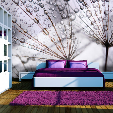 Fototapeet - Dandelion and morning dew - 350x270