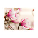 Fototapeet - Branch of magnolia tree - 350x270 Fototapeet - Branch of magnolia tree - 350x270
