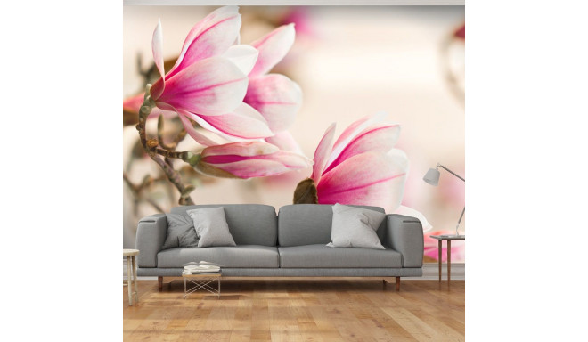 Fototapeet - Branch of magnolia tree - 300x231