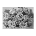 Fototapeet - A dozen roses - 200x154