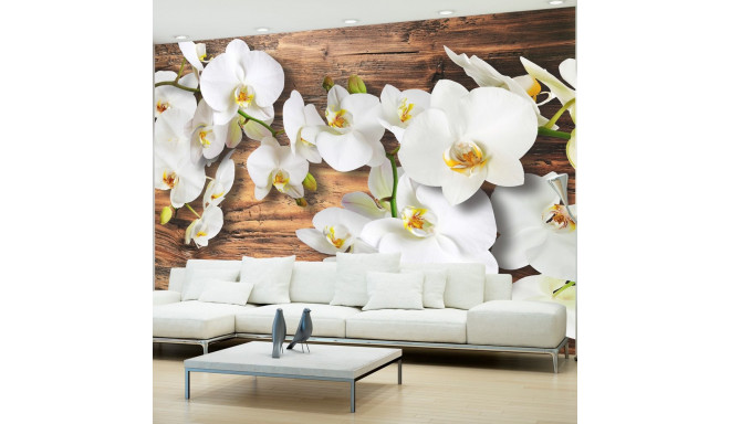Fototapeet - Forest Orchid - 250x175