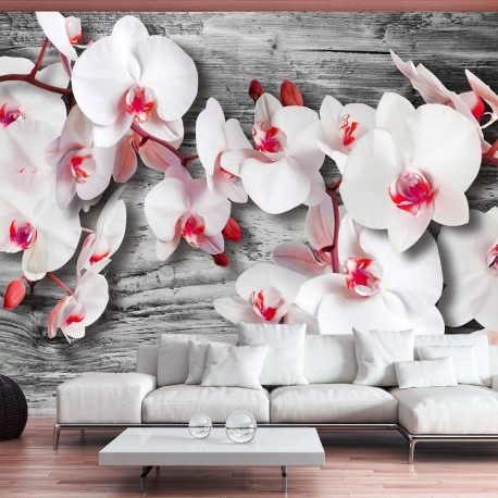 Fototapeet - Callous orchids - 250x175