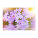 Fototapeet -  Violet Petals In Bloom - 100x70