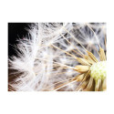 Fototapeet - Fluffy dandelion - 400x280