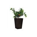 Keter Rattan Planter L 144 8L puķu pods  brūns 29192302590