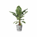 Taimepott Elho Hall Plastmass Ringjas Kaasaegne Ø 47 cm