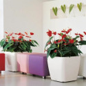 Plant pot Lechuza 50 x 50 x 47 cm Plastic