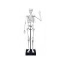 Skeleton 45 cm, Buki