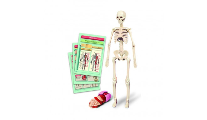 TOY EDUCATIONAL THE HUMAN BODY 50824