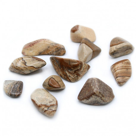 Ancient Wisdom Petrified Tree (24 Pcs. M Size)