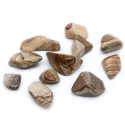 Ancient Wisdom Petrified Tree (24 Pcs. M Size)