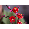 Plum Blossom