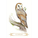 Lo Scarabeo A Compendium Of Witches Oracle Cards