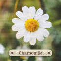 Rockpool Apothecary Flashcards Cards