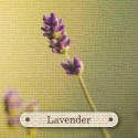 Rockpool Apothecary Flashcards Cards