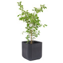 Doniczka Keter Cube Wood Planter L antracyt