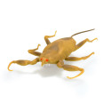 HEX interaktiivne mänguasi Nano Real Bugs 5 pakk