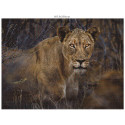 Ambassador Wildlife Eye Contact 3x 1000 Pieces (Donal Boyd)