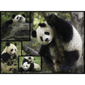 Ambassador Pandas 1000 Pieces