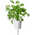 Click & Grow Smart Garden refill Coriander 3pcs