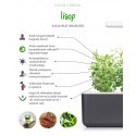Click & Grow Smart Herb Garden Refill кассета, Иссоп (3 шт)
