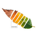 Tekikott Leaf Pantone
