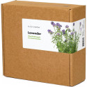 Click & Grow Plant Pod Lavendel 9tk