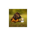 Wet Dog Food - RAW PALEO Puppy Monoprotein Cod 400g Grain-Free
