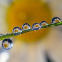 Laowa 85mm f/5.6 2X Ultra Macro APO Nikon Z