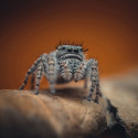 Laowa 85mm f/5.6 2X Ultra Macro APO Nikon Z