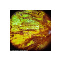 Microscope Levenhuk Rainbow 50L PLUS Moonstone 64x–1280x with experimental kit K50