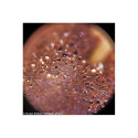 Microscope Levenhuk Rainbow 50L PLUS Amethyst 64x–1280x with experimental kit K50