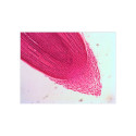 Levenhuk N18 NG Prepared Slides Set , Biology and Zoology